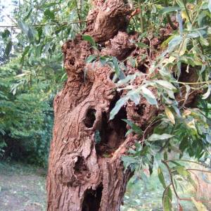 Bomen in Beverwijk