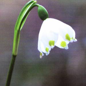 Beverwijkse flora